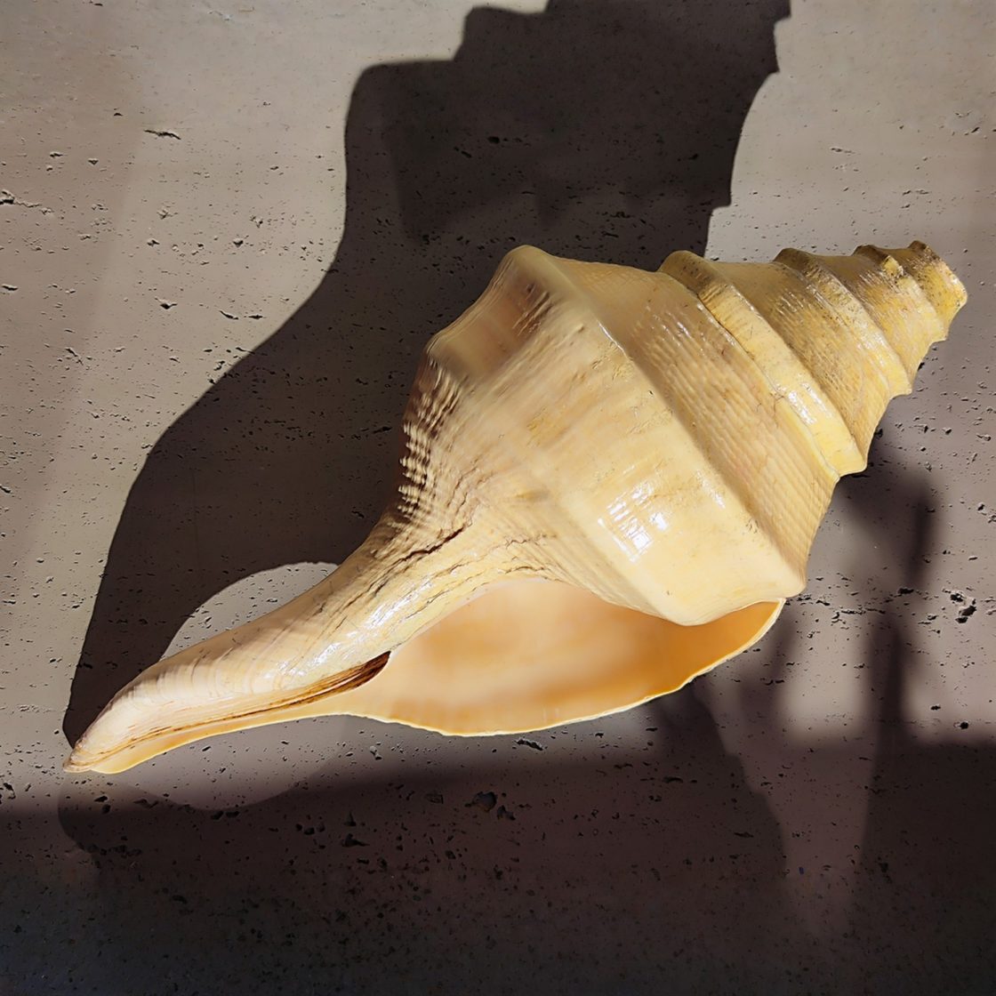 Aurora Conch